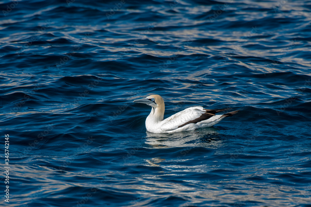 Cape gannet photographed in South Africa. Picture made in 2019. Cape gannet photographed in South Africa. Picture made in 2019.
