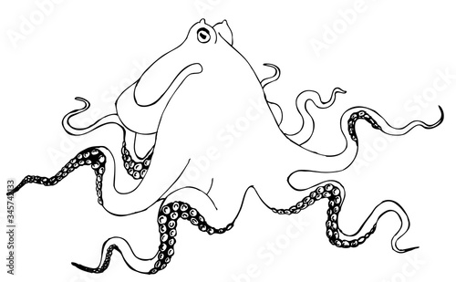 Octopus. Drawing for coloring antistress