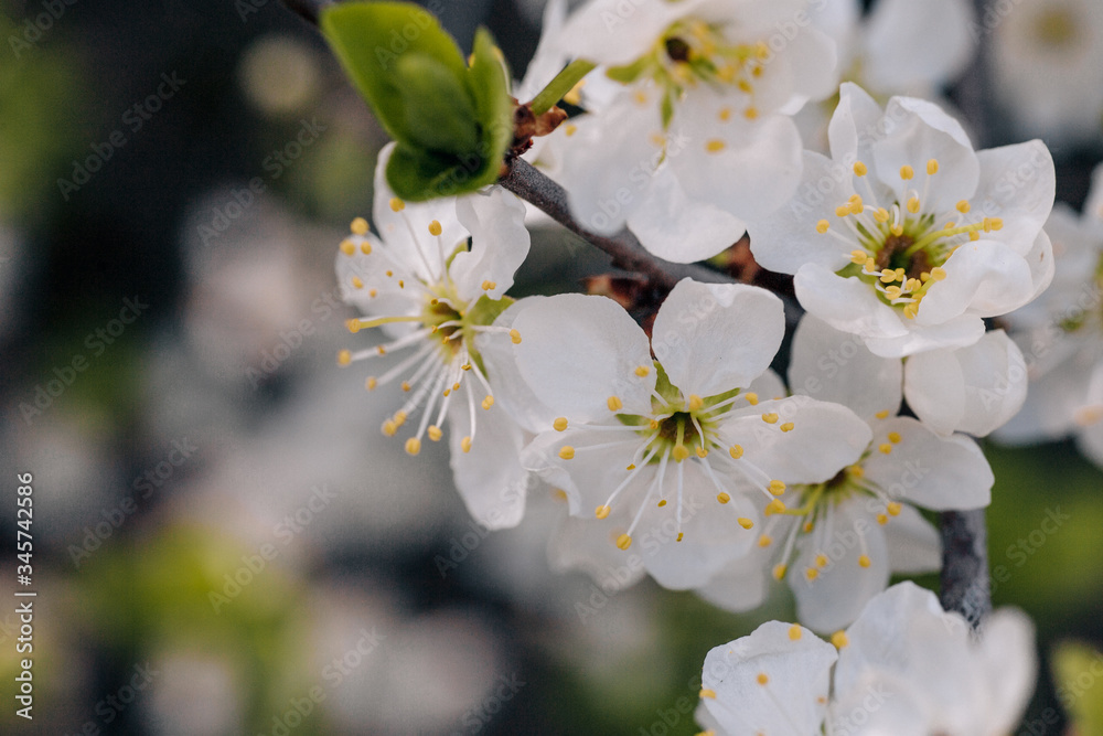 white cherry tree flowers in early spring white cherry tree flowers in early spring