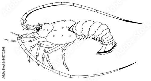 Drawing for coloring. Langoust or decapod crayfish