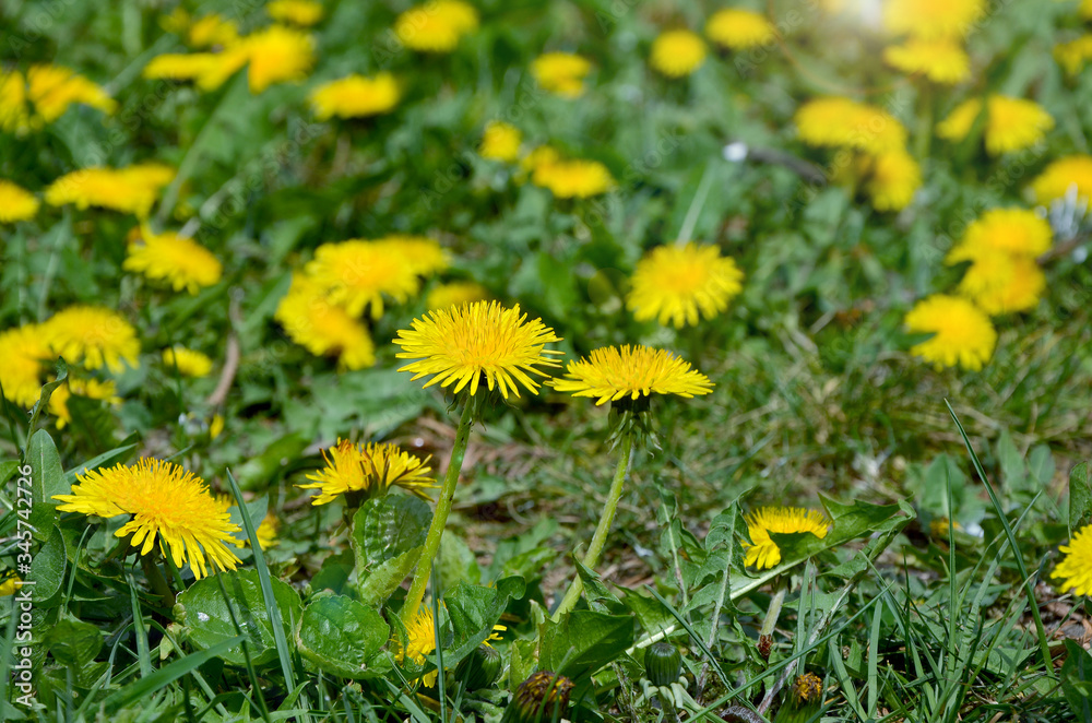 yellow dandelions in the grass in the sunlight yellow dandelions in the grass in the sunlight