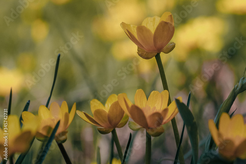 Fototapeta Naklejka Na Ścianę i Meble -  yellow crocus flowers on a sunny day on a green background