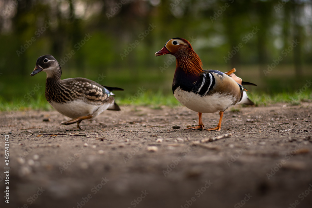 Mandarin Duck Mandarin Duck