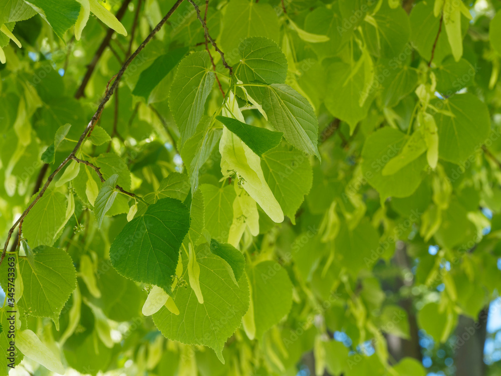 (Tilia europaea) Tilleul commun ou tilleul d'Europe 'Pallida' au feuilles cordiformes, finement dentées, vert tendre, rameaux glabres, fleurs blanc jaunâtre et fruits sphériques sous les feuilles (Tilia europaea) Tilleul commun ou tilleul d'Europe 'Pallida' au feuilles cordiformes, finement dentées, vert tendre, rameaux glabres, fleurs blanc jaunâtre et fruits sphériques sous les feuilles