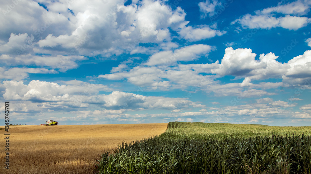 Fototapeta premium wheat field and cloudy sky