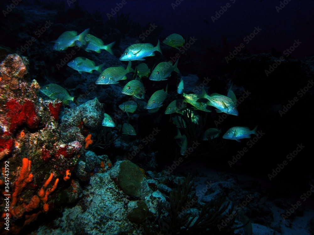 Blue striped grunt, underwater landscape near Cozumel island, Yucatan, Mexico, underwater photo