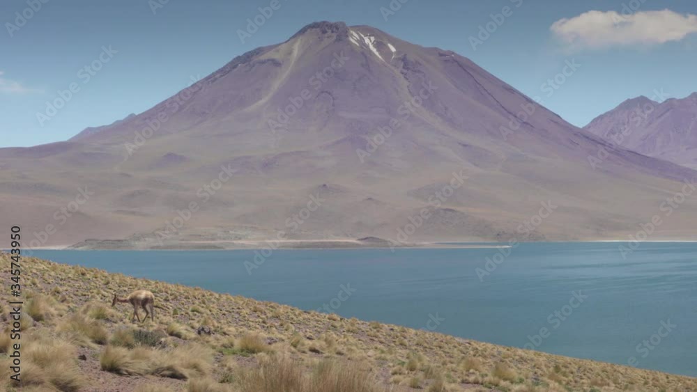 Vicugnas at the range of Miscanti Lagoon. Flamingos National Reserve Conaf. San Pedro de Atacama, Antofagasta - Chile. Desert. Andes Range & Route 23..