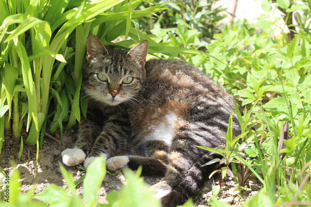 tabby cat in green grass in spring grass tabby cat in green grass in spring grass