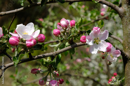 Blooming apple trees in spring park close up
