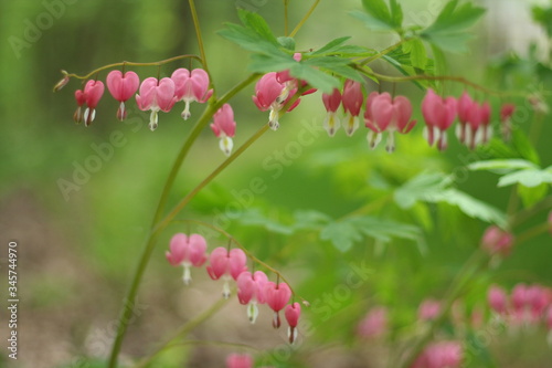 Bleeding Heart plant in the Forest.