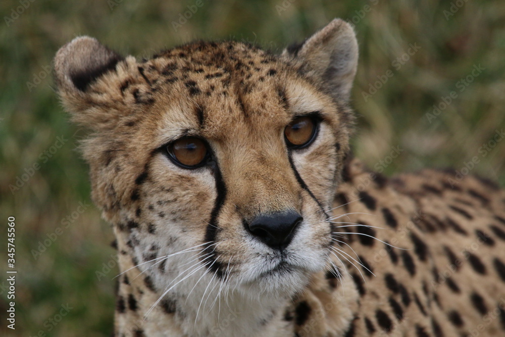 Cheetah Cheetah