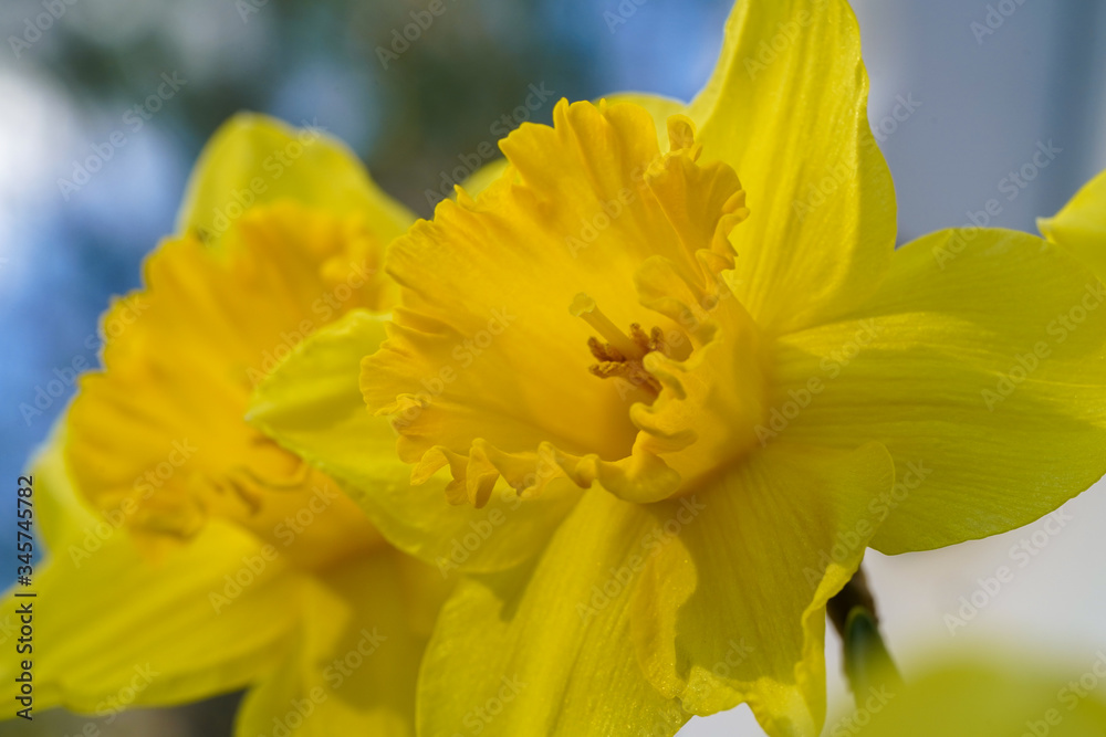 Close-up of bright yellow daffodils blooming in spring Close-up of bright yellow daffodils blooming in spring
