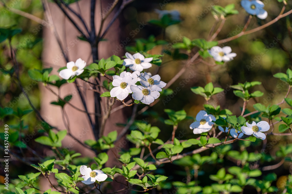 Dogwood blooming in the Spring in the forest Dogwood blooming in the Spring in the forest