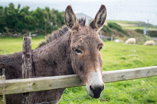A donkey staring over a wooden fence in Irish meadow