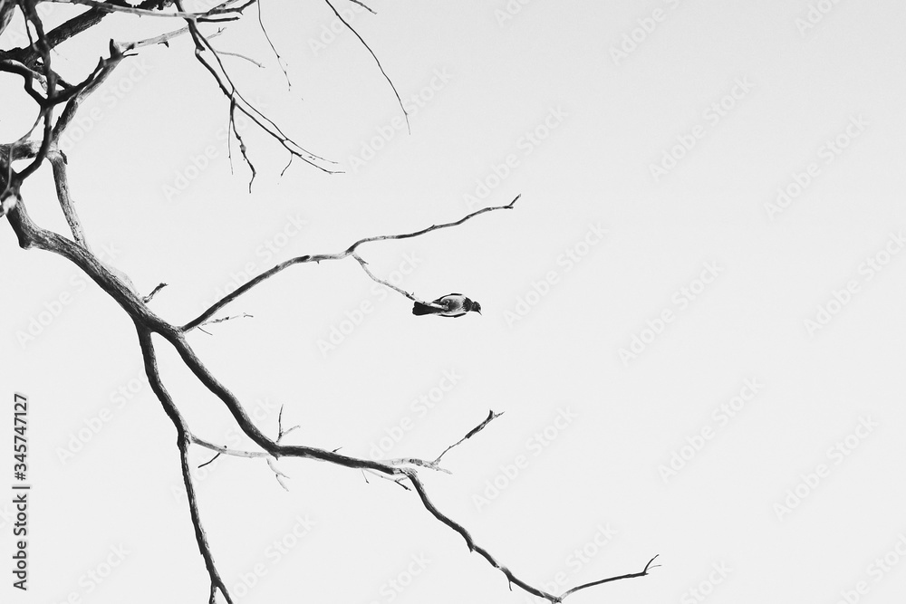 A bird perched on a tree branch