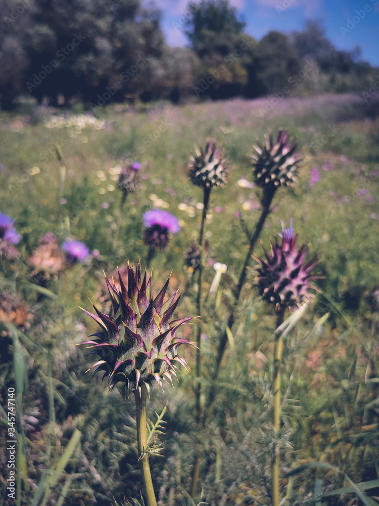 wild blooming flowers in the field