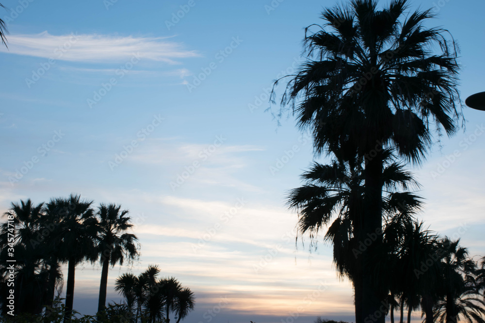 Obraz premium Palm trees silhouettes at sunset