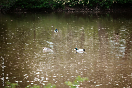 A small boat in a body of water. Wild ducks