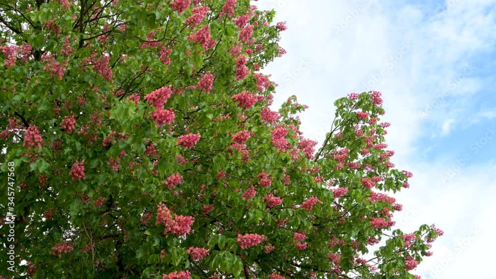 Beautiful shot of a purple, red flowering chestnut tree in the spring in front of a blue sky Beautiful shot of a purple, red flowering chestnut tree in the spring in front of a blue sky