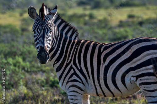 Plains zebra photographed in South Africa. Picture made in 2019. © Leonardo