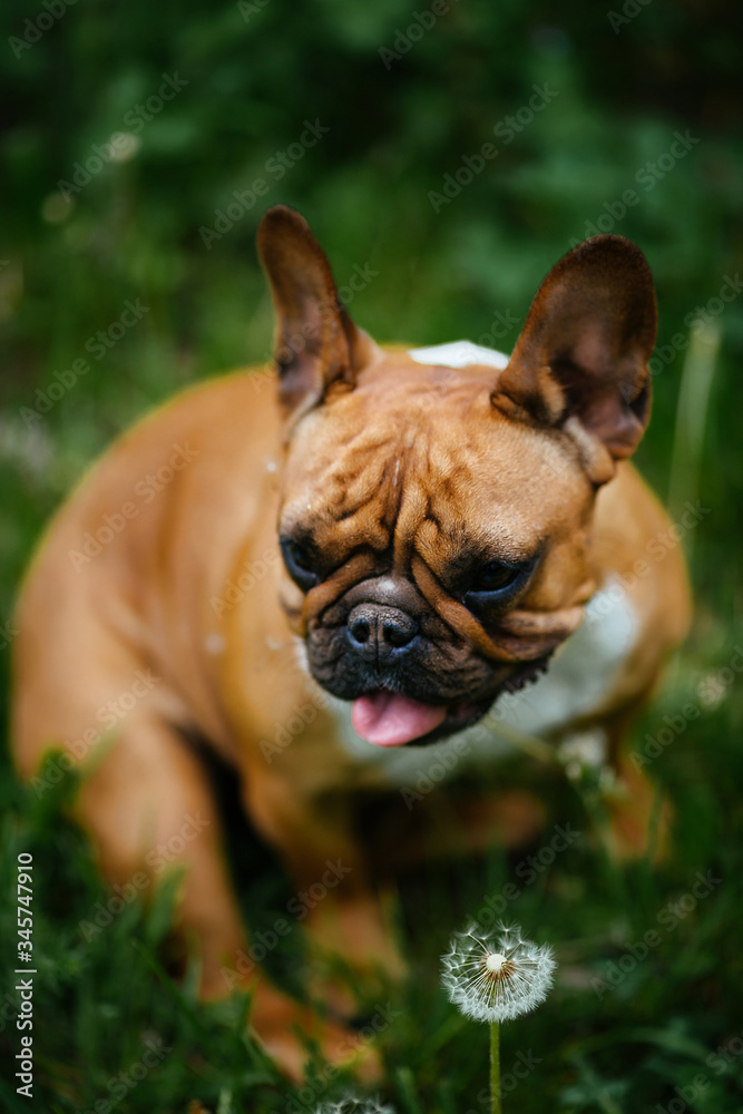A dog sitting in the grass. Bulldog