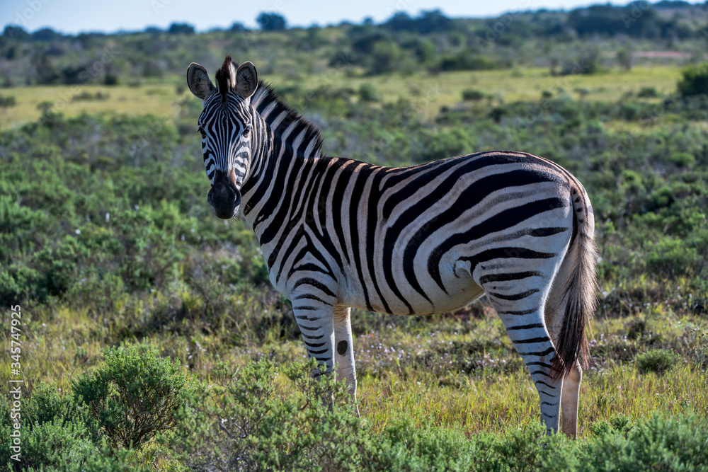 Plains zebra photographed in South Africa. Picture made in 2019. Plains zebra photographed in South Africa. Picture made in 2019.