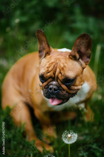 A dog sitting in the grass. Bulldog © Chornota