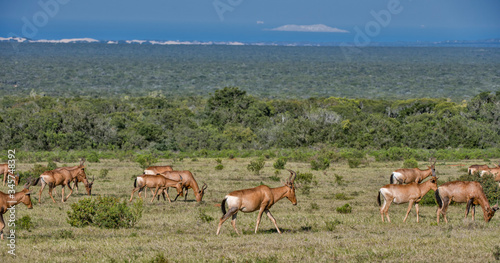Hartebeest photographed in South Africa. Picture made in 2019.
