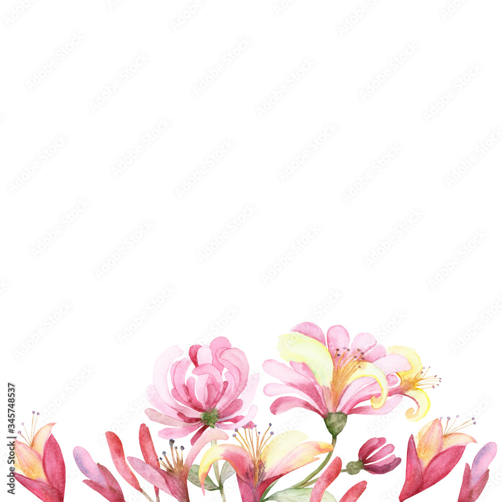 Watercolor hand painted nature floral composition with pink blossom honeysuckle flowers on stems bouquet on the white background for invitation and greeting card with the space for text