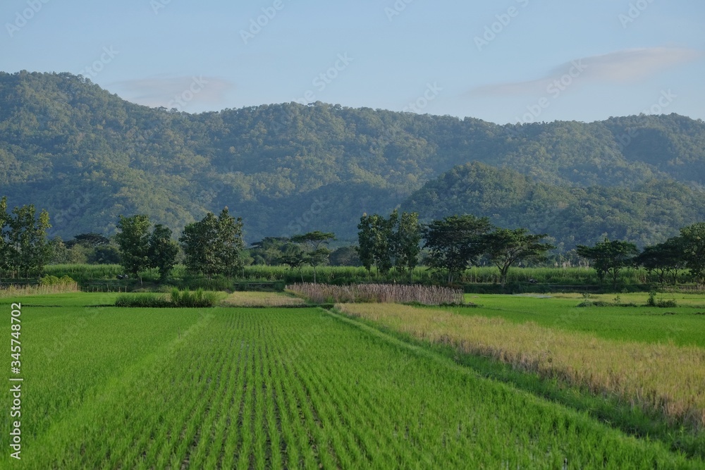 Lush rice field landscape with green hills