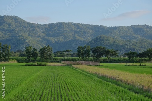 Lush rice field landscape with green hills