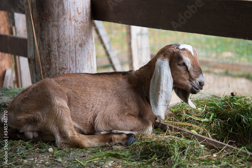 Portrait of a goat with long ears. Nubian goat resting in front of the feeder. Agricultural industry.