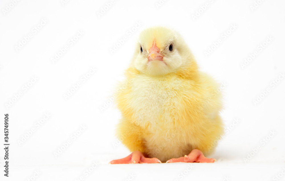Newborn yellow chicken on a white background in the studio Newborn yellow chicken on a white background in the studio