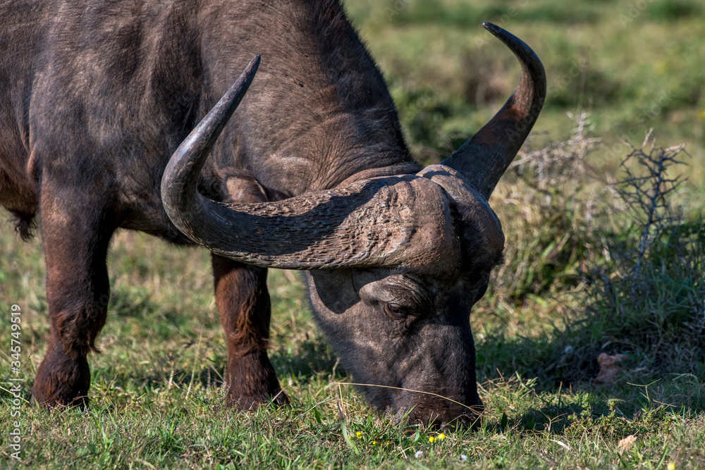 Obraz premium African buffalo photographed in South Africa. Picture made in 2019.
