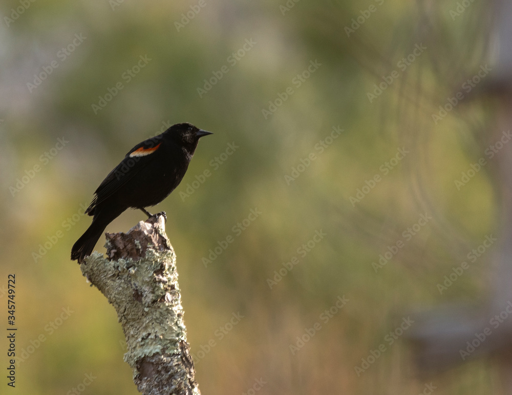 Red-Winged Black Bird Perched on Tree