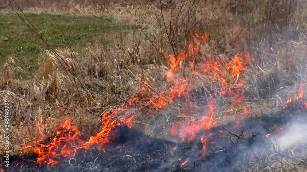 Spreading fire in the dry grass. Burning of forests threaten disaster. Spreading fire in the dry grass. Burning of forests threaten disaster.