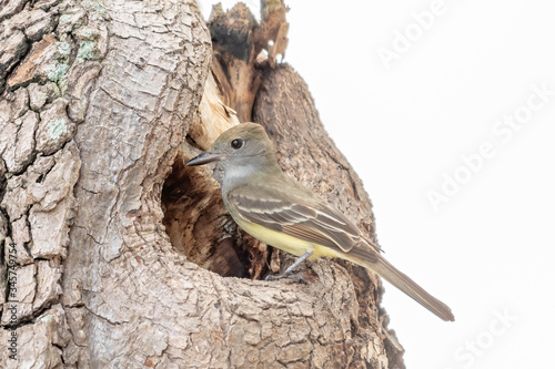 Great crested flycatcher looks for a new home - female photo