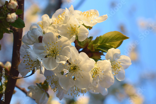 Beautiful blossoming cherry flowers on a tree branch. White flowers against blue sky. Flowering tree in the spring garden. Image with selective focus. 