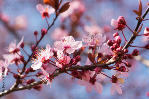 Pink tree blossoms with blue background