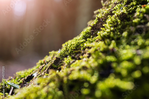Moss in the forest close up, falling sunlight, selective focus. The concept of the day of the environment, spring, autumn.