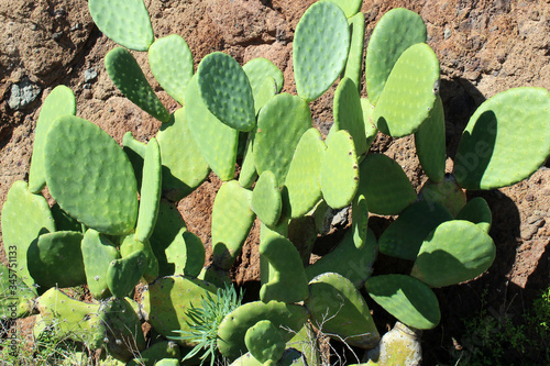 DETAIL VIEW OF THE CARDON CACTUS WITH GREEN AND TORQOUISE COLORS. photo