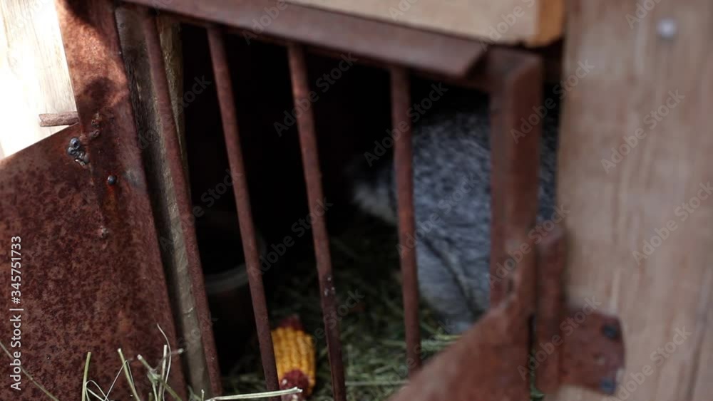 a large hare is sitting in a cage. a large hare is sitting in a cage.