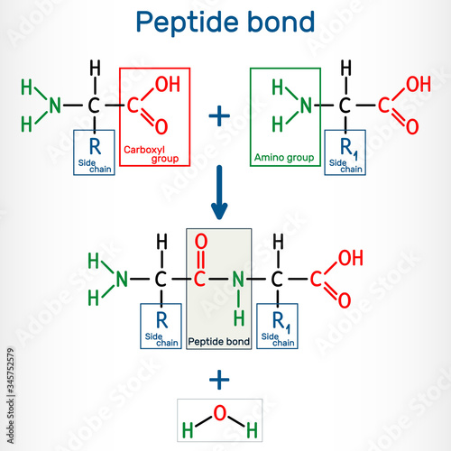 Peptide bond. Formation of amide bonds from two amino acids as a result of protein biosynthesis reaction. It is process is a dehydration synthesis reaction