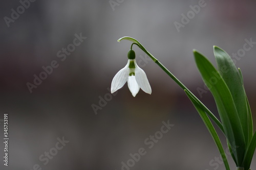 snowdrop flowers in the snow