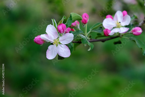 Blooming apple trees in spring park close up