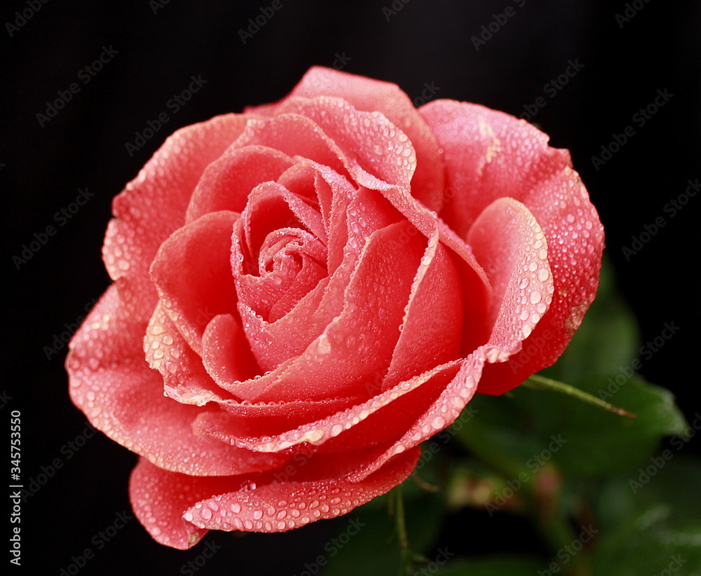 red rose with water drops red rose with water drops