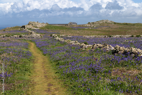 Spring wild flowers on Skomer Island, Pembrokeshire, Wales. Carpet of wild bluebells cover the landscape with blue sky and clouds. Taken in May. photo