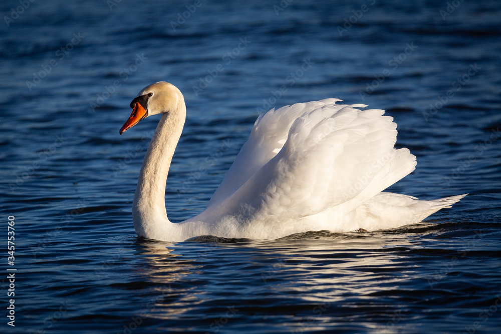 Naklejka premium Schwan auf dem Fluss im Abendlicht 1