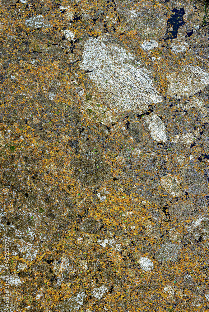 Water surface covered by tree seeds Water surface covered by tree seeds