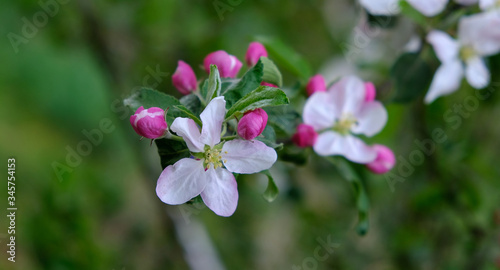 Blooming apple trees in spring park close up